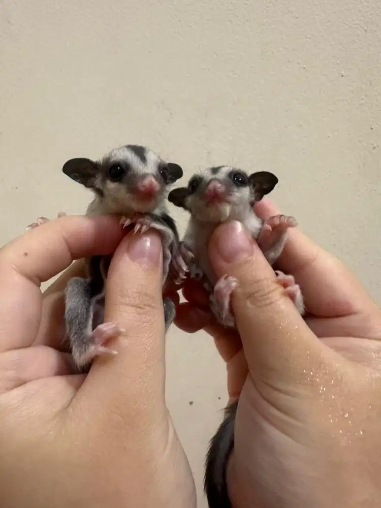 Sugar Glider Classic Grey baby joey 1 bulanan jinak total