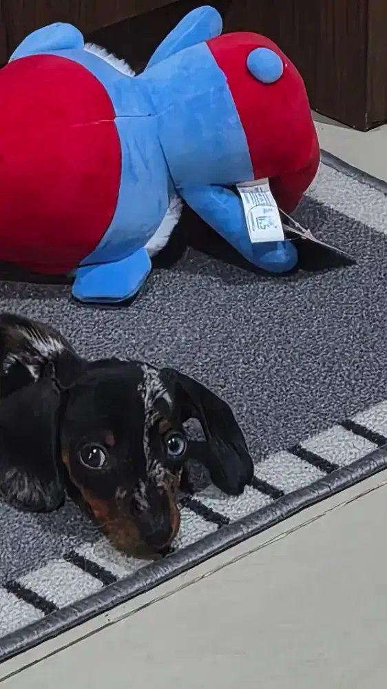 Mini Dachshund Dapple dengan heterochromia