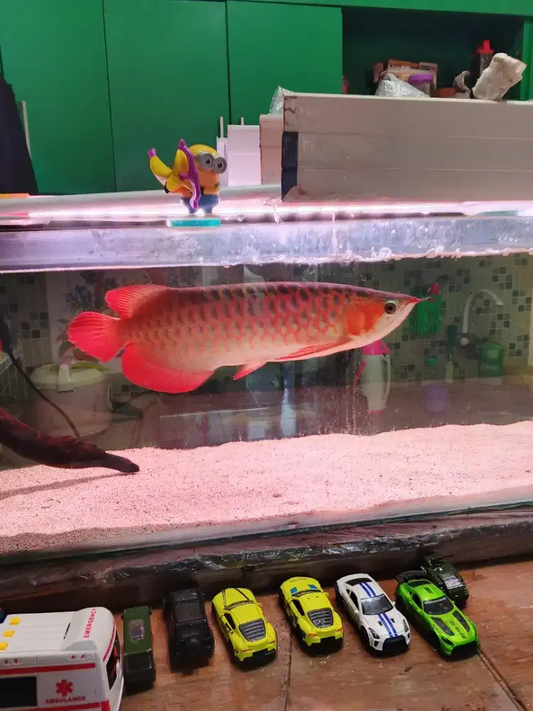 Ikan Arwana Super red 45cm