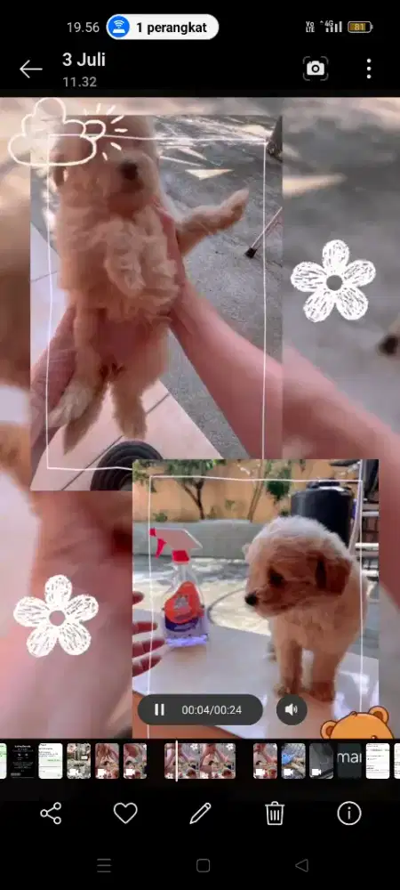 Pomapo ( Poodle Mix Pom )