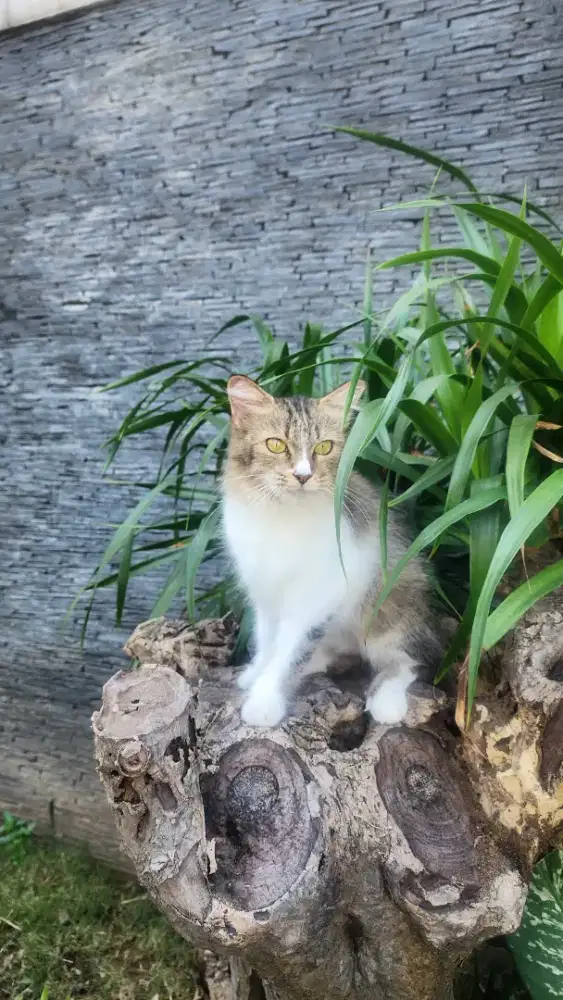 Kitten persia lucu imut