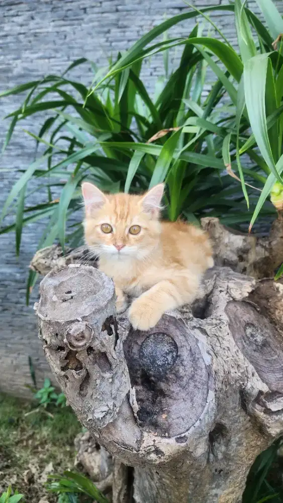 Kitten persia lucu imut