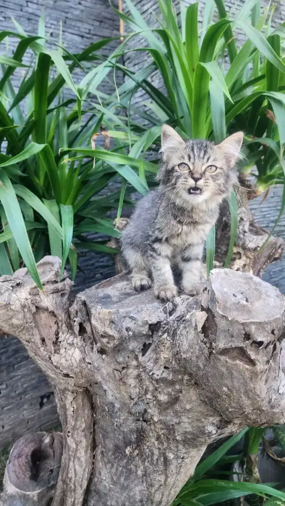 Kitten persia lucu imut