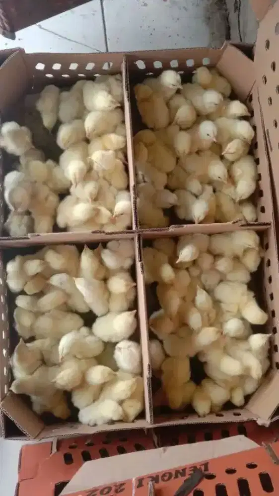 Bibit Ayam Broiler