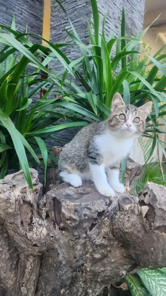Kitten persia lucu imut