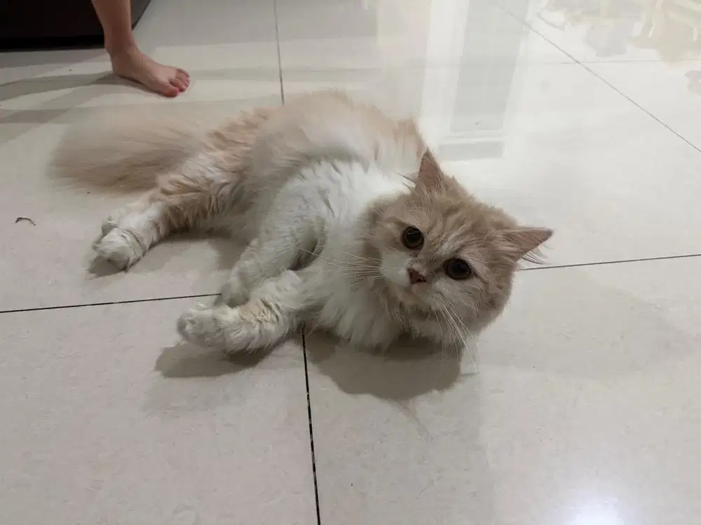 Open adopt kucing bandung