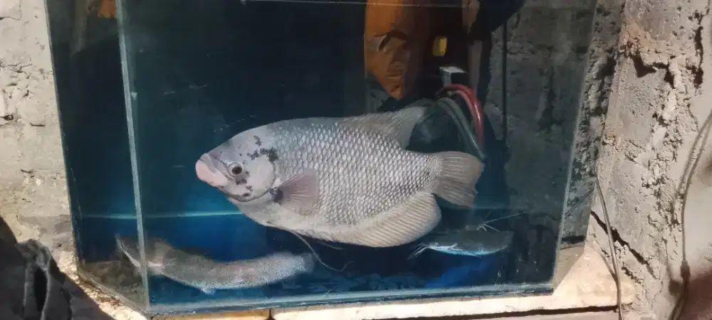 Jual aquarium dan isinya