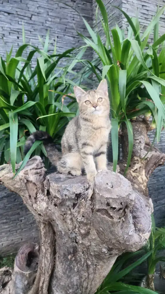 Kitten persia lucu imut