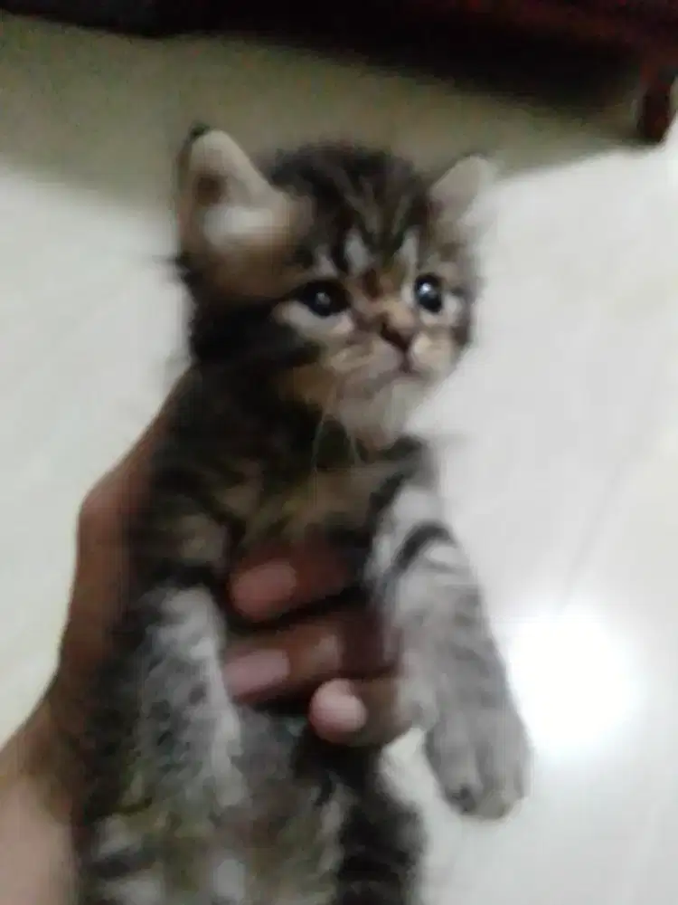 Kitten Persia peak nose 1 bulan