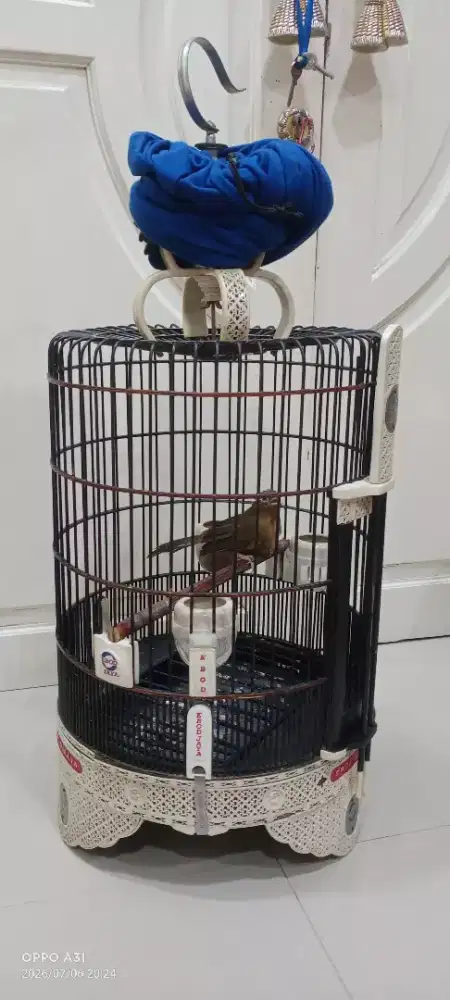 Burung fulset wambie wambi gacoran