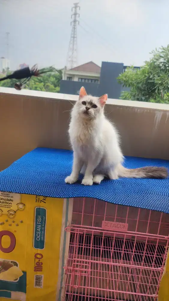 Kucing persia lucu imut