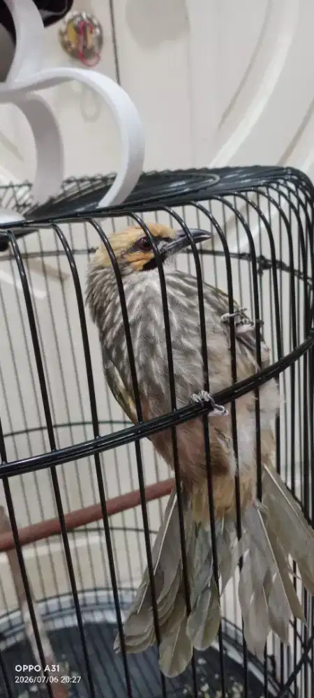 Burung fulset kandang cucak Rowo