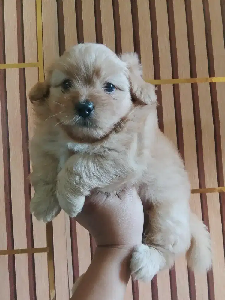 Puppy maltipo betyna