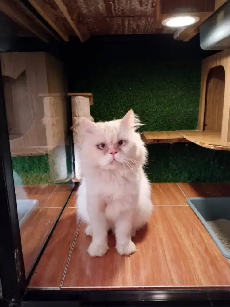 Kucing persia peak nose