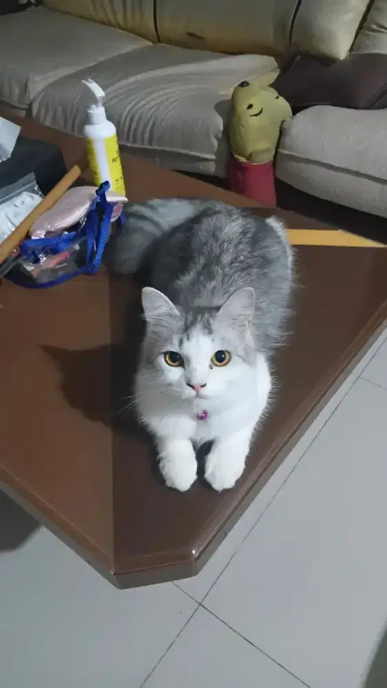 Kucing Persian mix