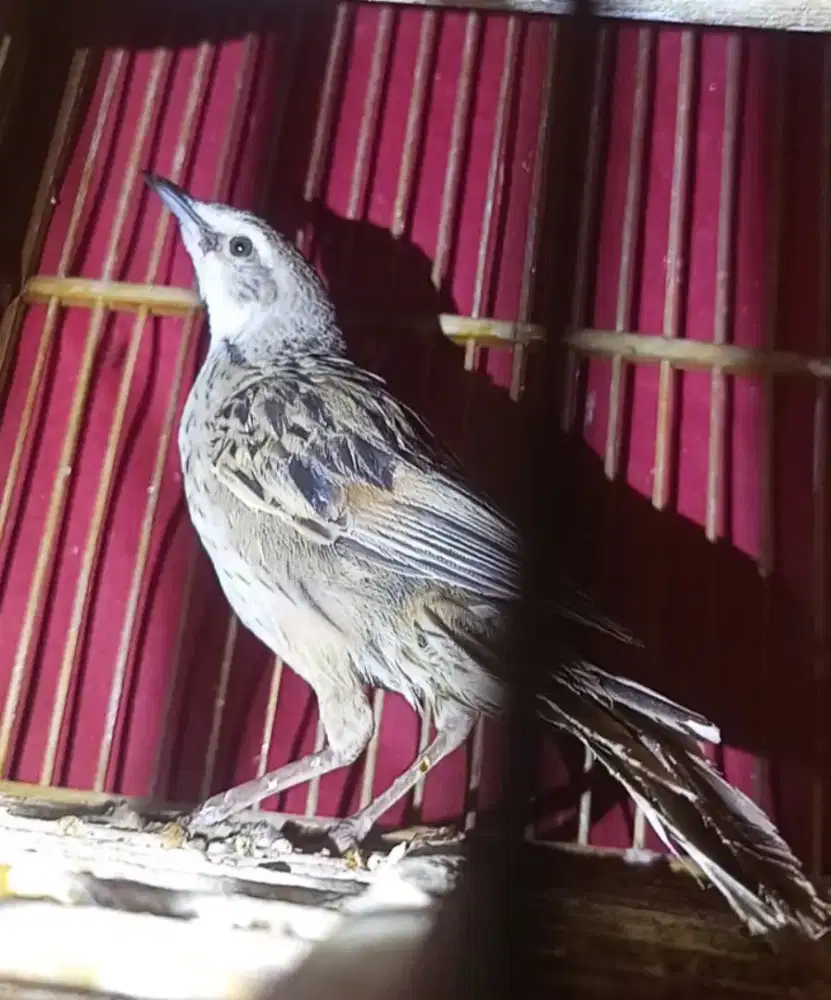 Burung Cucak koreng (voertotal)