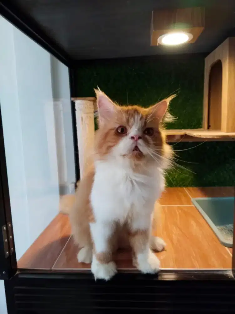 Kucing persia lucu imut