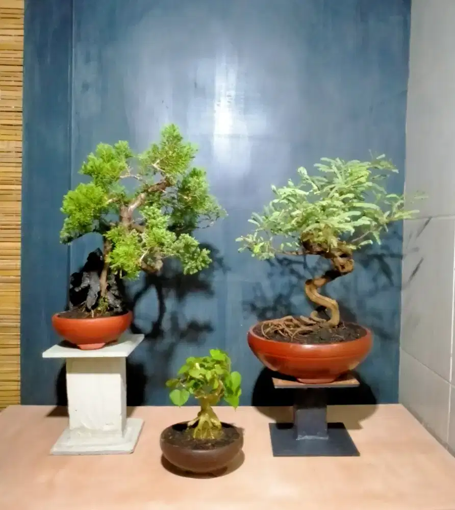 Antik siap pajang bonsai hias