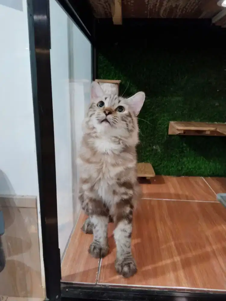 Kucing persia lucu imut (warna langka)