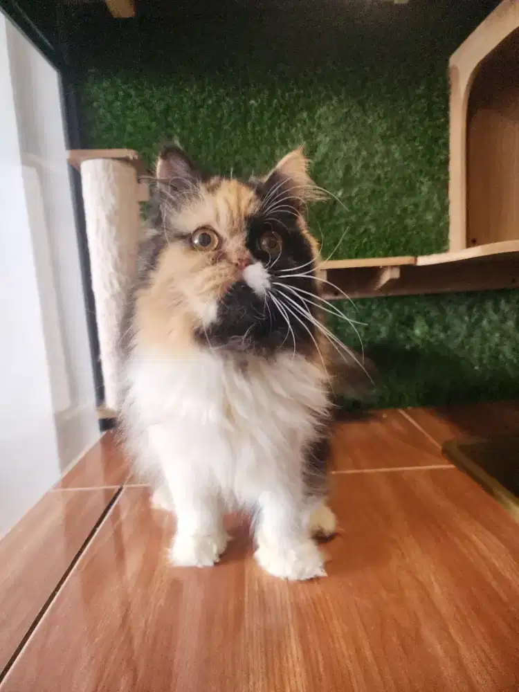 Kucing persia lucu imut