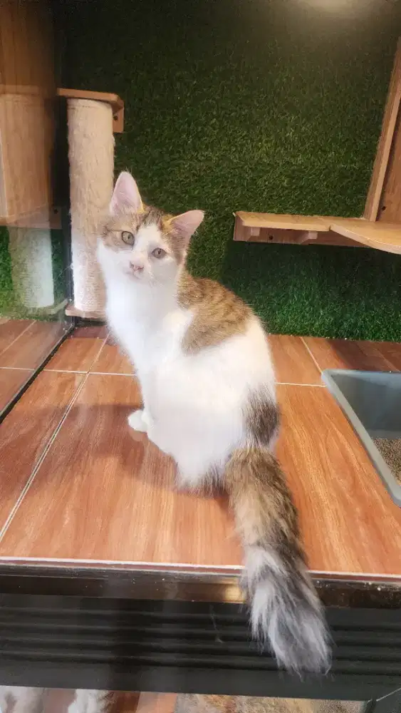 Kucing persia lucu imut