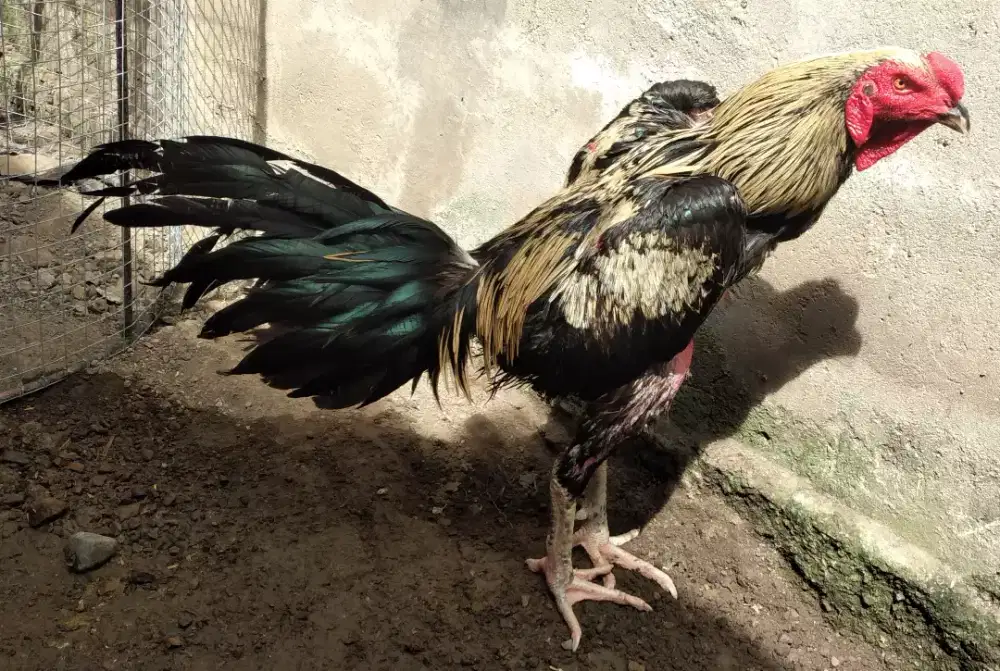 Jual ankkan ayam khoytrad x Mangon pukul oke.