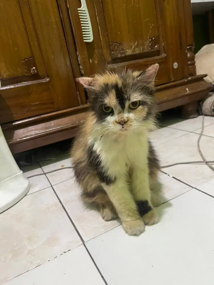 Kucing persia free