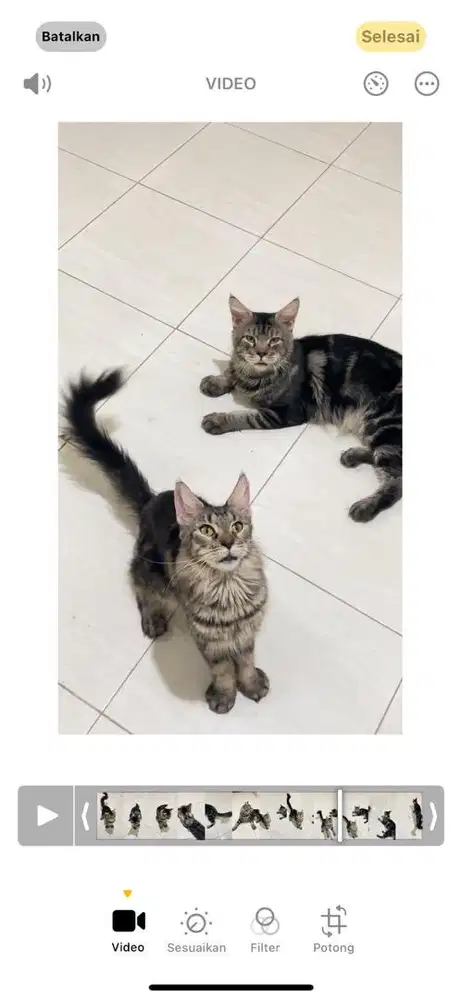 Sepasang mainecoon ped cfa