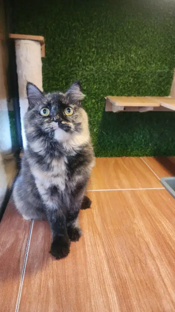 Kucing persia lucu imut