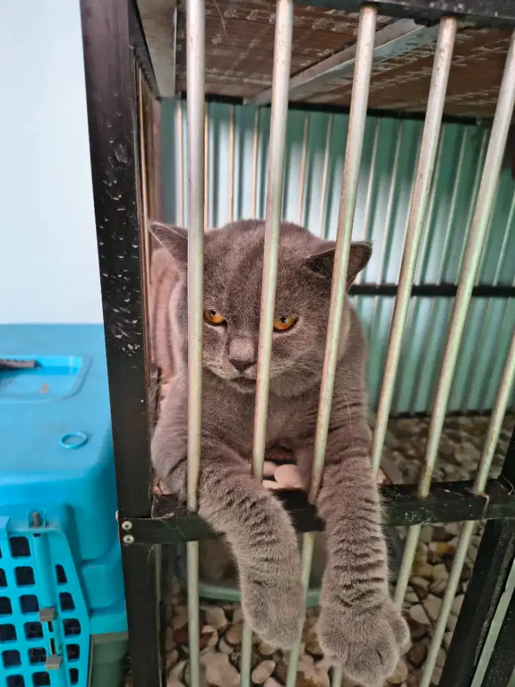 British Shorthair