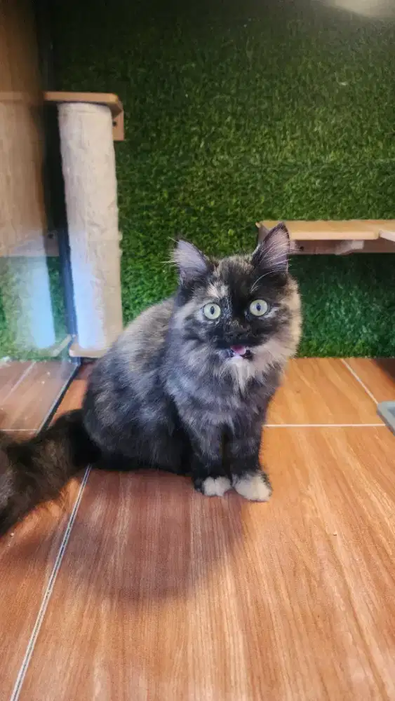 Kucing persia lucu imut