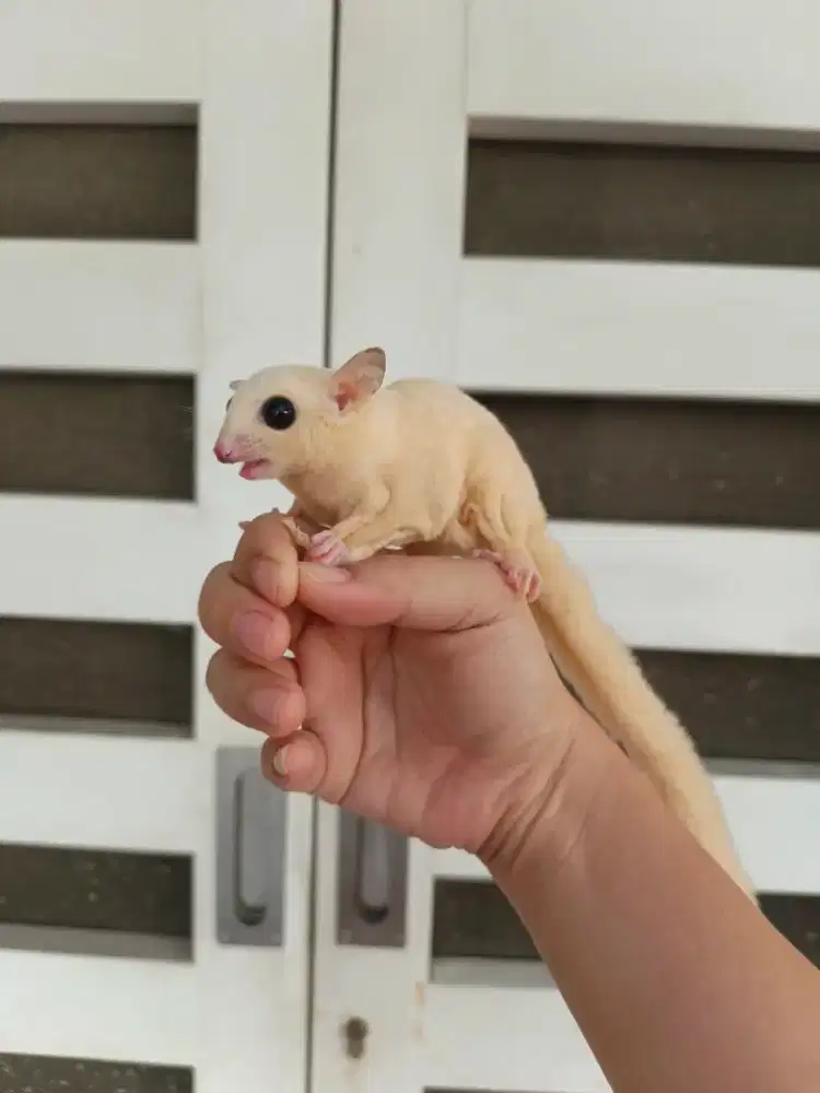 Sugar Glider Leucistic Betina 1 Tahun