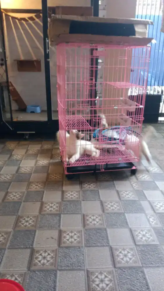 Kandang kucing masih baru belum terpakai jual rugi saja