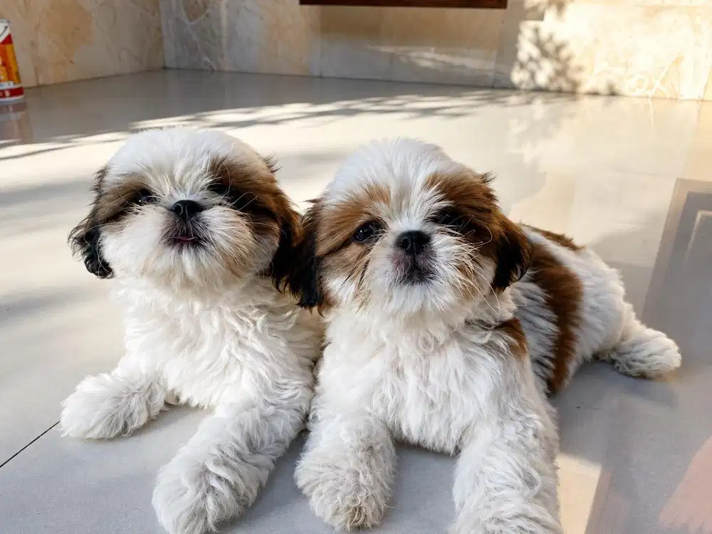 DIJUAL ANAK ANJING