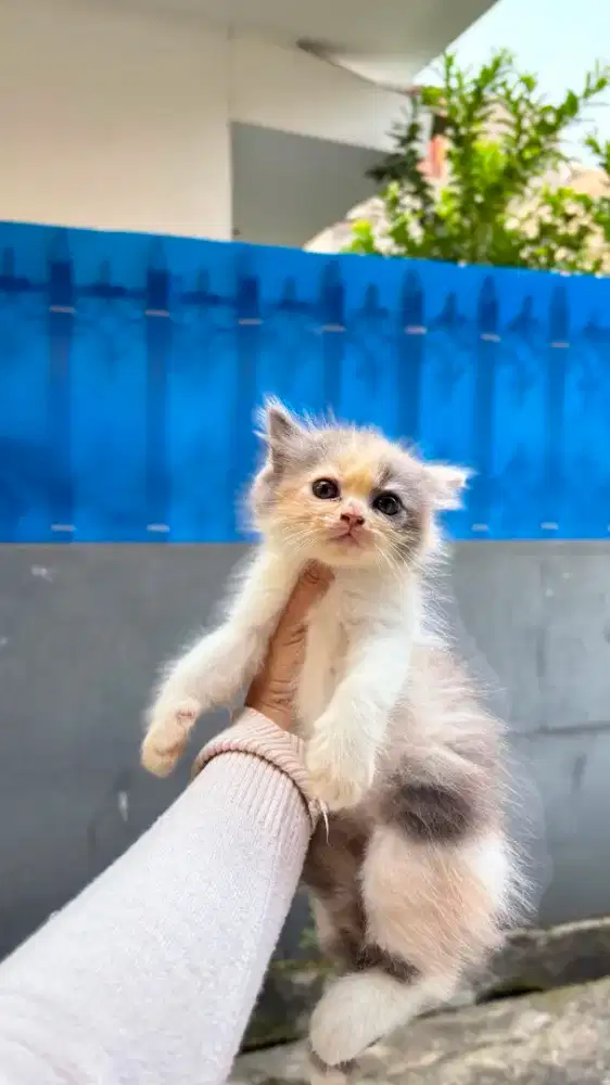 Kucing Persia Medium