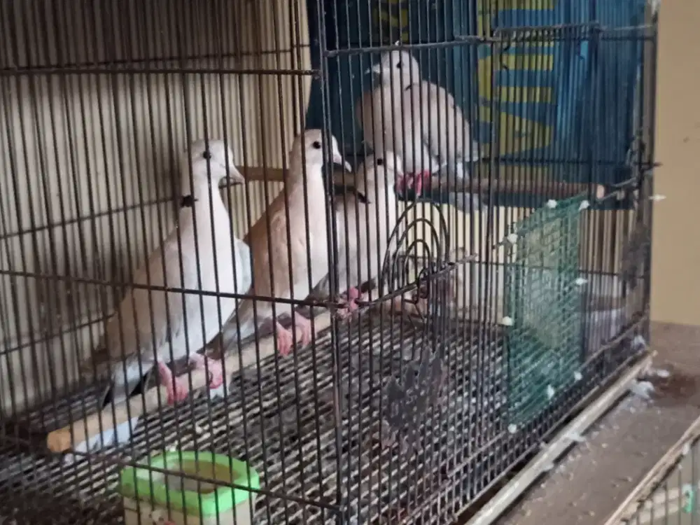 Empat Ekor Puter