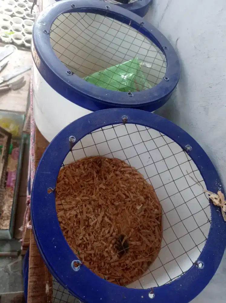 Kandang Hamster Ember Es Krim Kondisi Bagus
