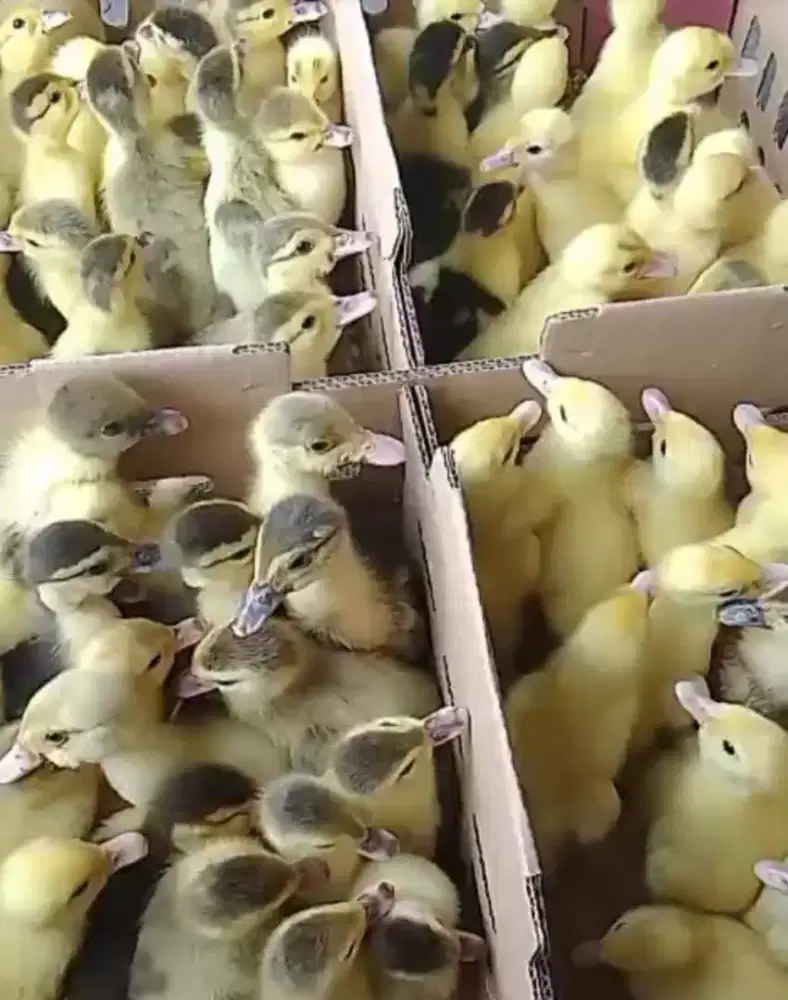 Anak Entok umur 7 hari