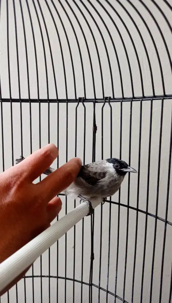 Burung kutilang jantan jinak, gacor, garuda