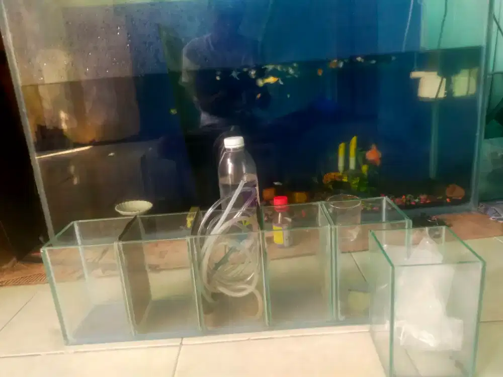 aquarium besar uk 100 l 31 t 60 tebel kaca 8 ml alas 9-10 ml