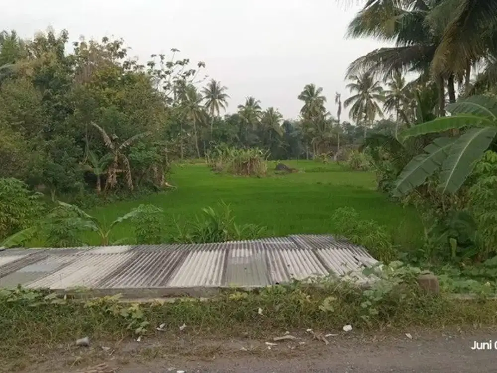 Tanah Sawah Produktif Lokasi Strategis Dekat Jalan Raya Yogyakarta - Magelang
