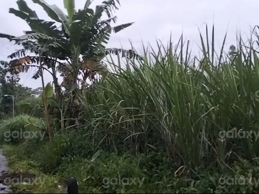 Tanah Strategis 30.000 m2 Daerah Singosari Malang GMK03896
