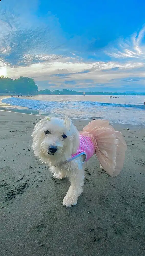 Anjing Maltese Vaksin Stambum Putih