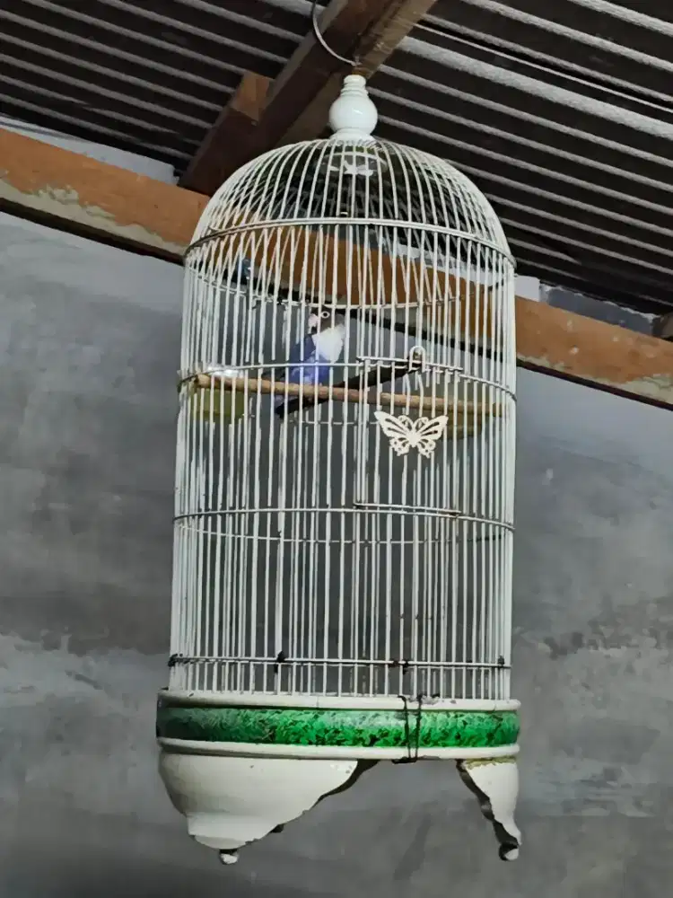 Lovebird sepasang