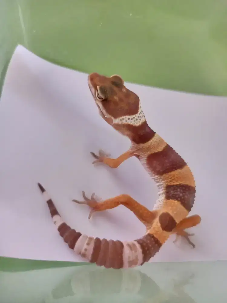 Leopard gecko Black Night tremper bagus