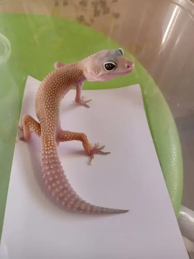 Leopard gecko BNMP