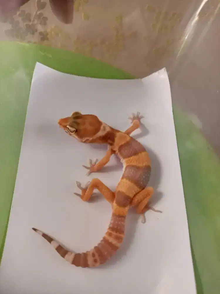 Leopard gecko Black Night tremper 02