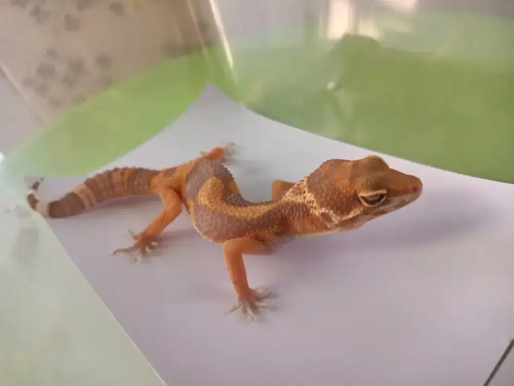 Leopard gecko black night tremper