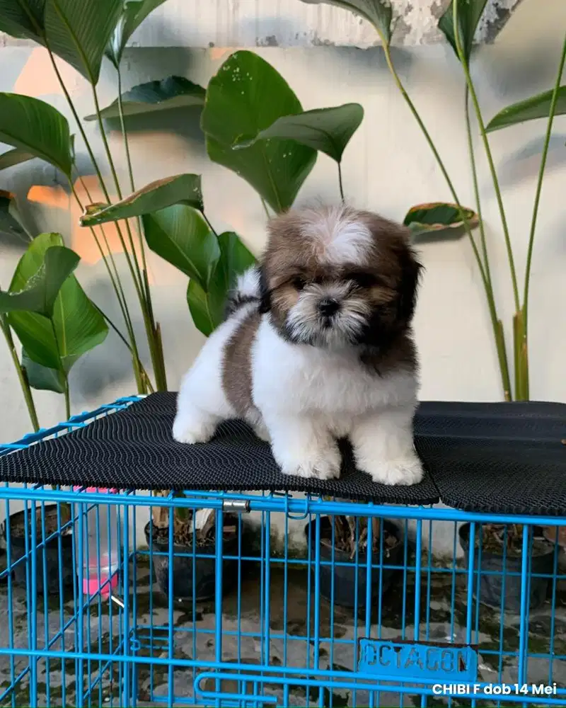 surabaya Anjing shihtzu shih tzu shitzu shitsu sitzhu