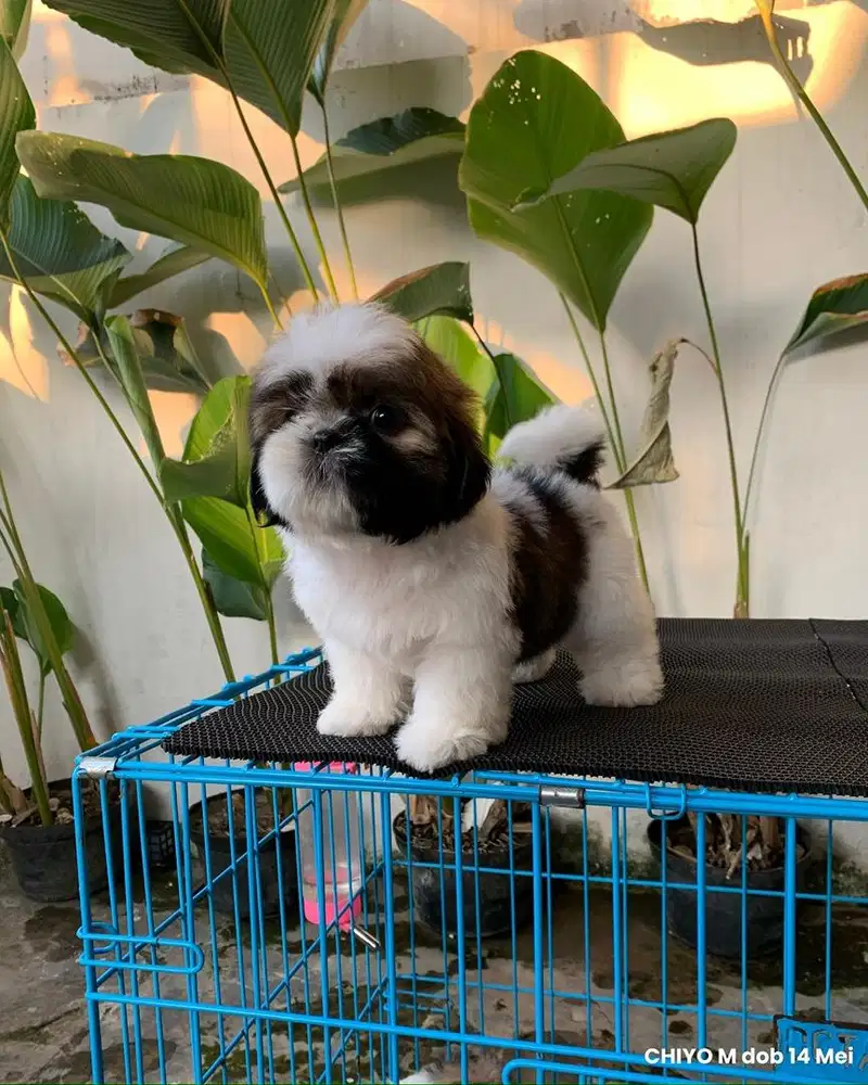 surabaya Anjing shihtzu shih tzu shitzu shitsu sitzhu